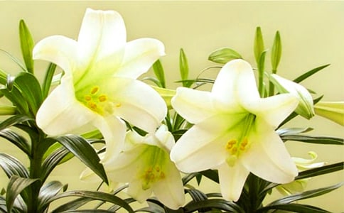 怎樣折紙百合花