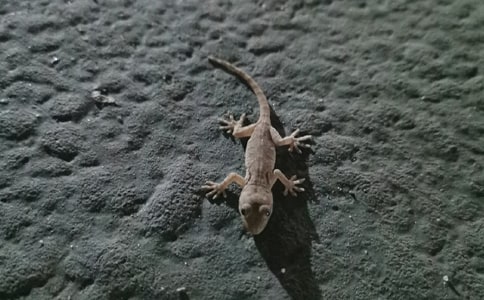 中班教案《小壁虎借尾巴》