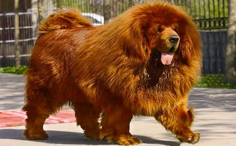 藏獒犬的訓練方法有哪些