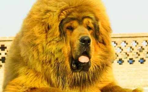 如何馴服藏獒