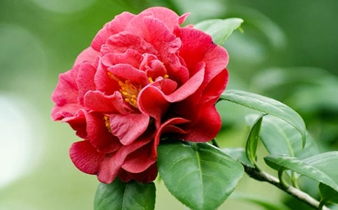 茶花有蕾不開花如何處理