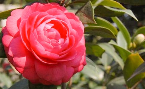 茶花的養殖方法