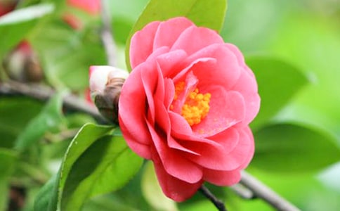 茶花一直不開花怎么辦