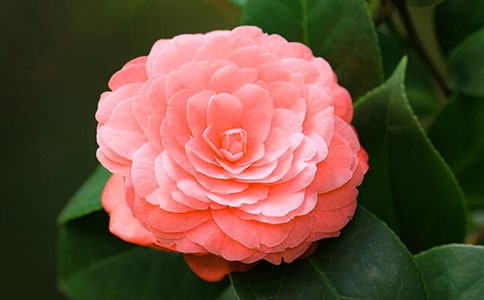 山茶花的春季養(yǎng)護技巧