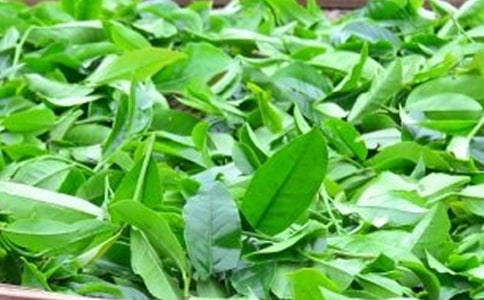 如何有效利用龍井茶葉的功效