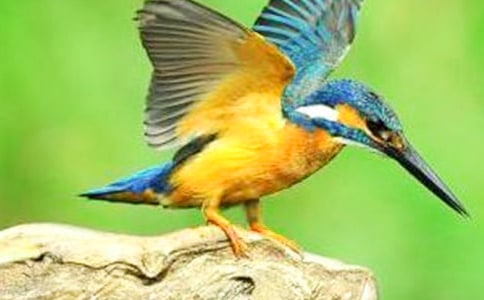 《翠鳥》備課教案實錄優秀