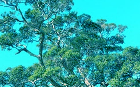 小草和大樹教學反思