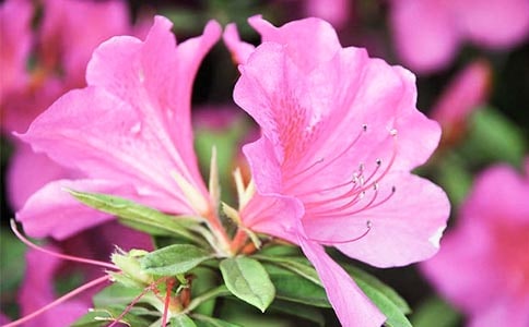 杜鵑花的花語及傳說