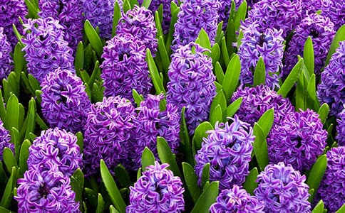 風信子開花后如何處理
