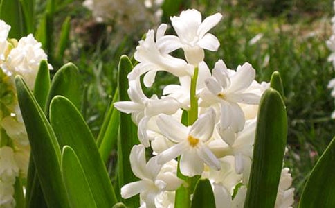 不同顏色風(fēng)信子的花語