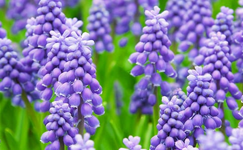 風信子的花語是什么