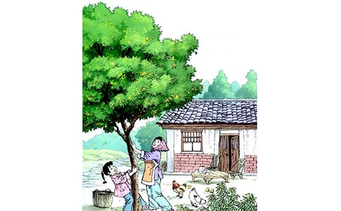 桂花雨教學反思優秀
