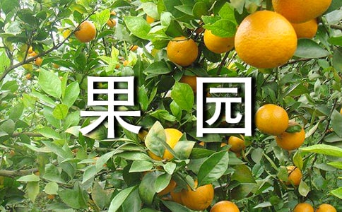 大班教案《豐收的果園》