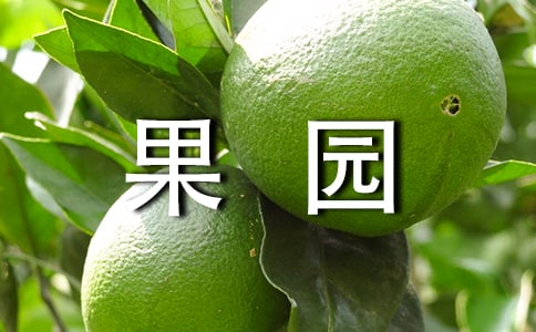 豐收的果園教案
