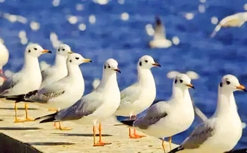 廣州五一好去處：番禺海鷗島