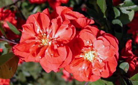 海棠是什么時候開花