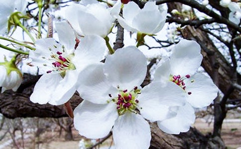垂絲海棠什么時候開花