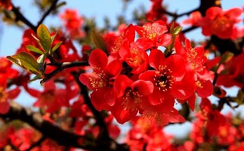 八棱海棠什么時候開花