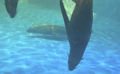 老虎灘海洋公園景區游玩攻略