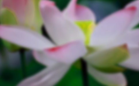 黃永玉的荷花閱讀答案-李斐然