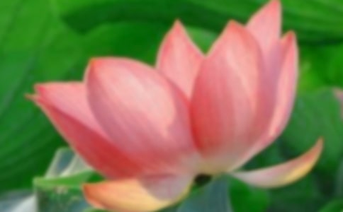 客廳是否適合掛荷花
