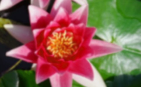 荷花開花時間