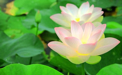 形容荷花的句子64句