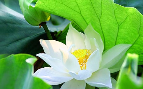 通用形容荷花的句子匯編52句