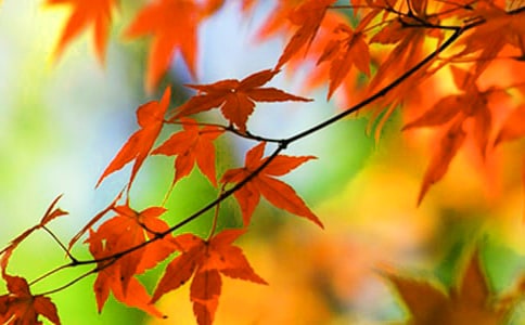 成都10個賞紅葉好去處