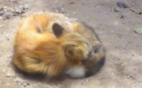勇救小狐貍紅兒