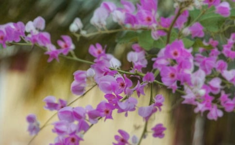 好看的花朵怎么剪