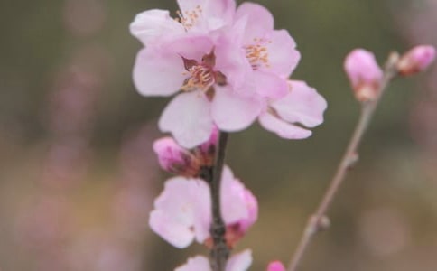 花朵鉤針手工編織教程圖解