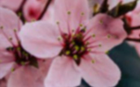 簡單好看的花朵怎么剪