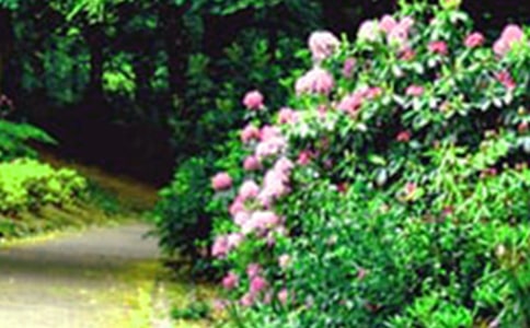 中班美術教案及反思:美麗的花園