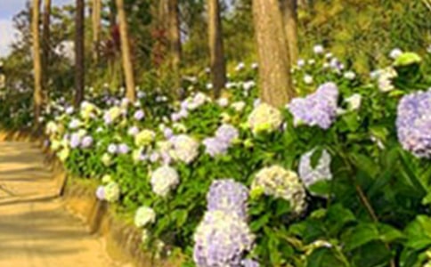小戶(hù)型陽(yáng)臺(tái)花園改造方法