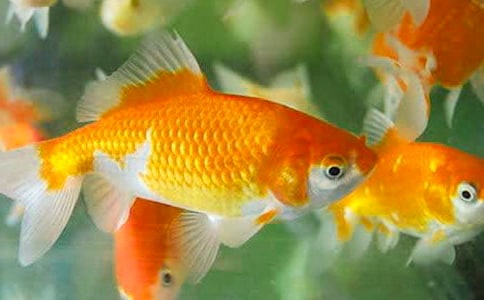 用碎布頭diy布藝小金魚(yú)
