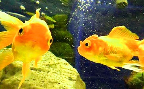 金魚吊蘭的開花時間