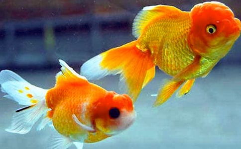 金魚吊蘭在什么時候開花