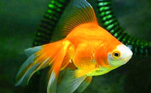 金魚吊蘭是什么時候開花的