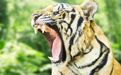 動物老虎簡筆畫