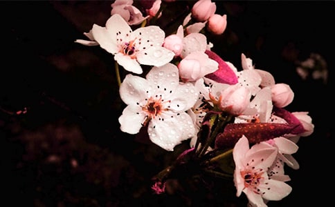 燙完梨花頭怎么打理