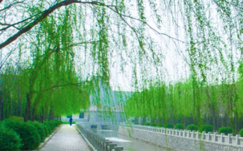 柳樹醒了教案優(yōu)秀