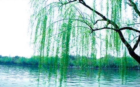 2023年形容柳樹的句子集錦41條