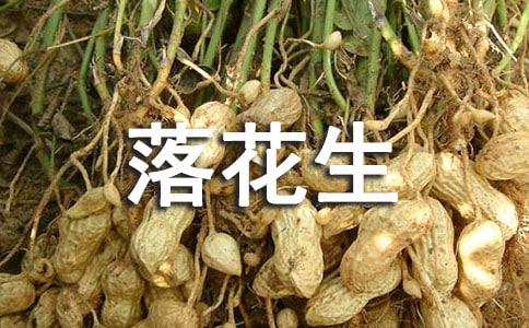 教學反思落花生