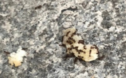 中班體育教案：螞蟻運糧5篇