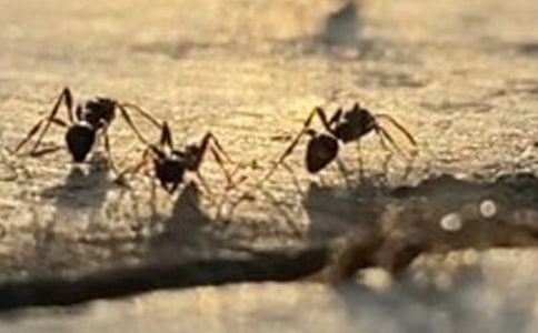 小班體育游戲教案：螞蟻搬豆手膝著地爬