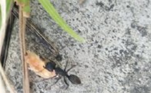 別惹螞蟻觀后感（通用33篇）
