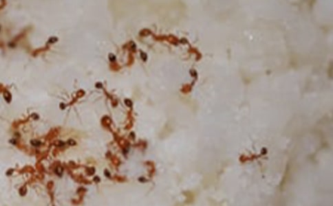 小班科學小螞蟻教案