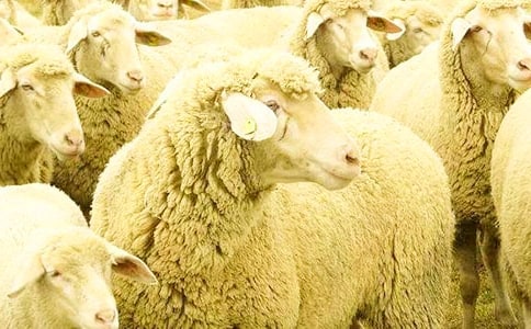 山羊肉和綿羊肉有什么區(qū)別