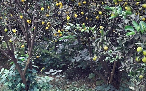 臺州農(nóng)家樂旅游景點(diǎn)